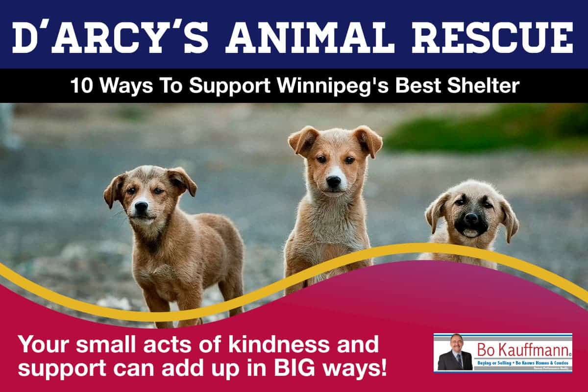 12 Simple Ways To Help D’Arcy’s Animal Rescue Centre