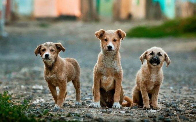 12 Simple Ways To Help D'Arcy's Animal Rescue Centre Real Estate Times Animal Rescue Support your local animal rescue centre.