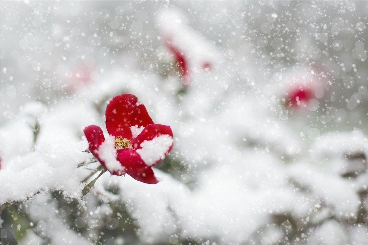 8 Landscaping Tips For Winter