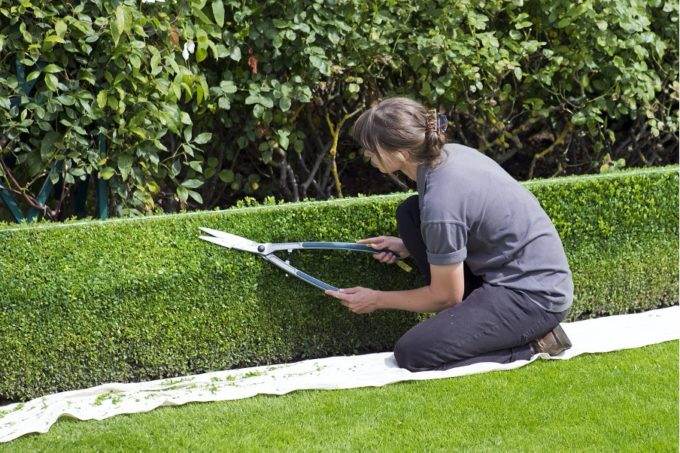 Tips to grow and maintain healthy hedges