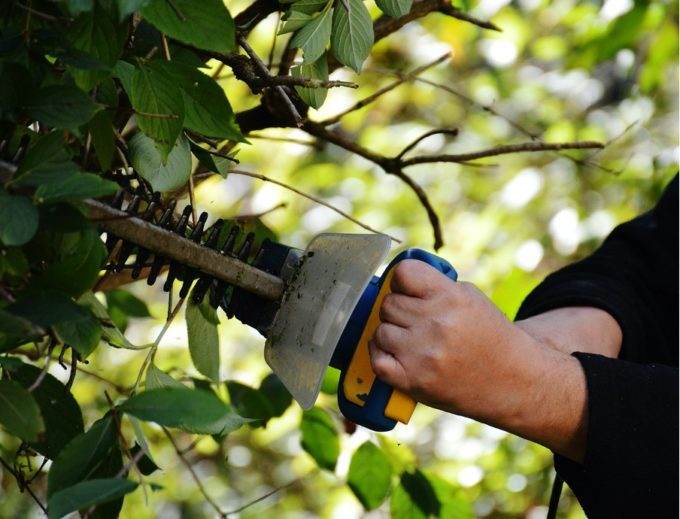 Tools for healthy hedges