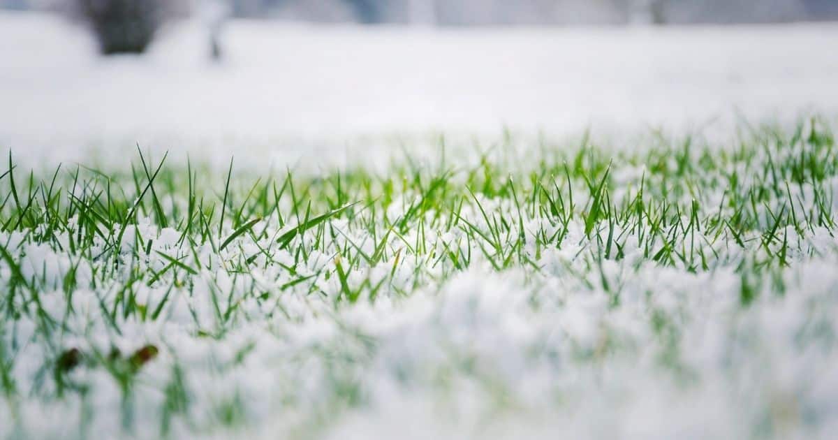 Tips for Decorating Your Artificial Lawn for Christmas