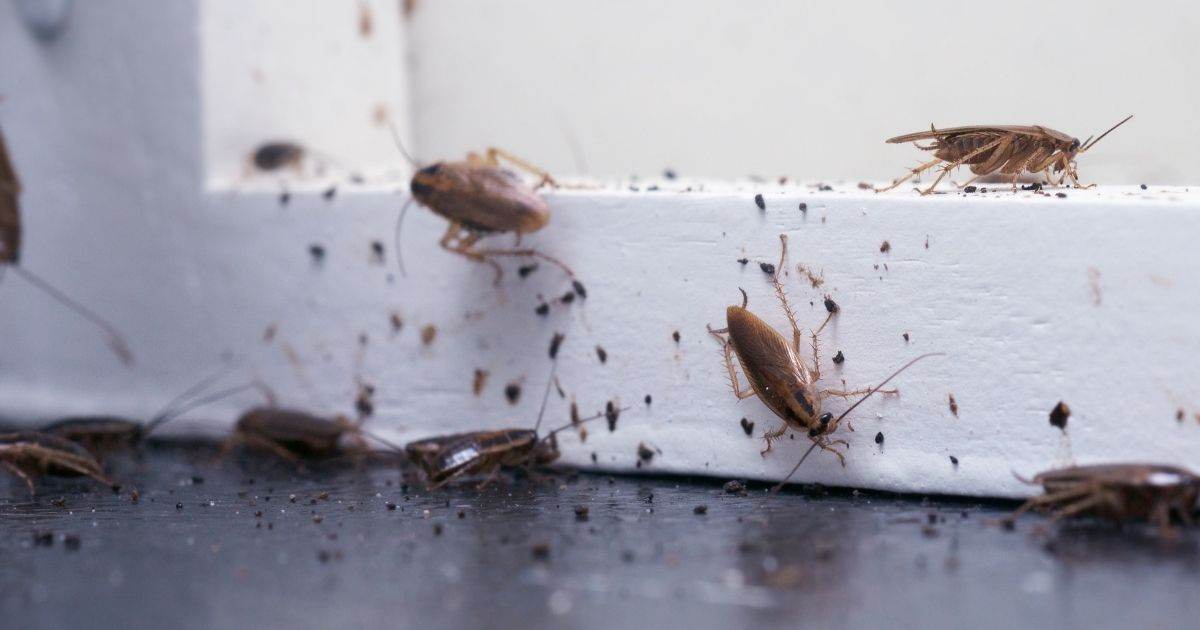 Get Rid Of Home Pests