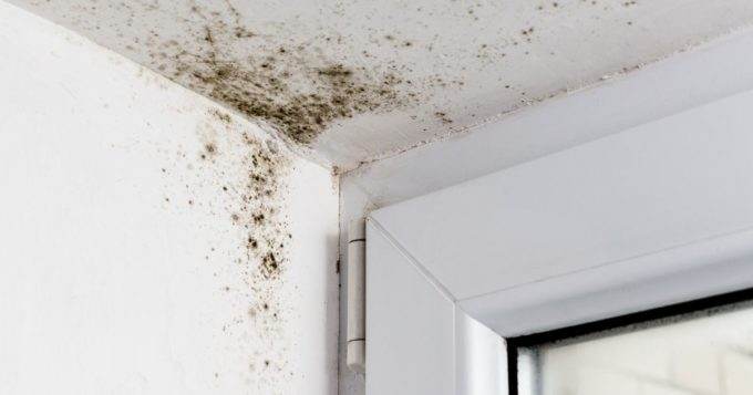 Common Causes of Mold Growth in Your Home