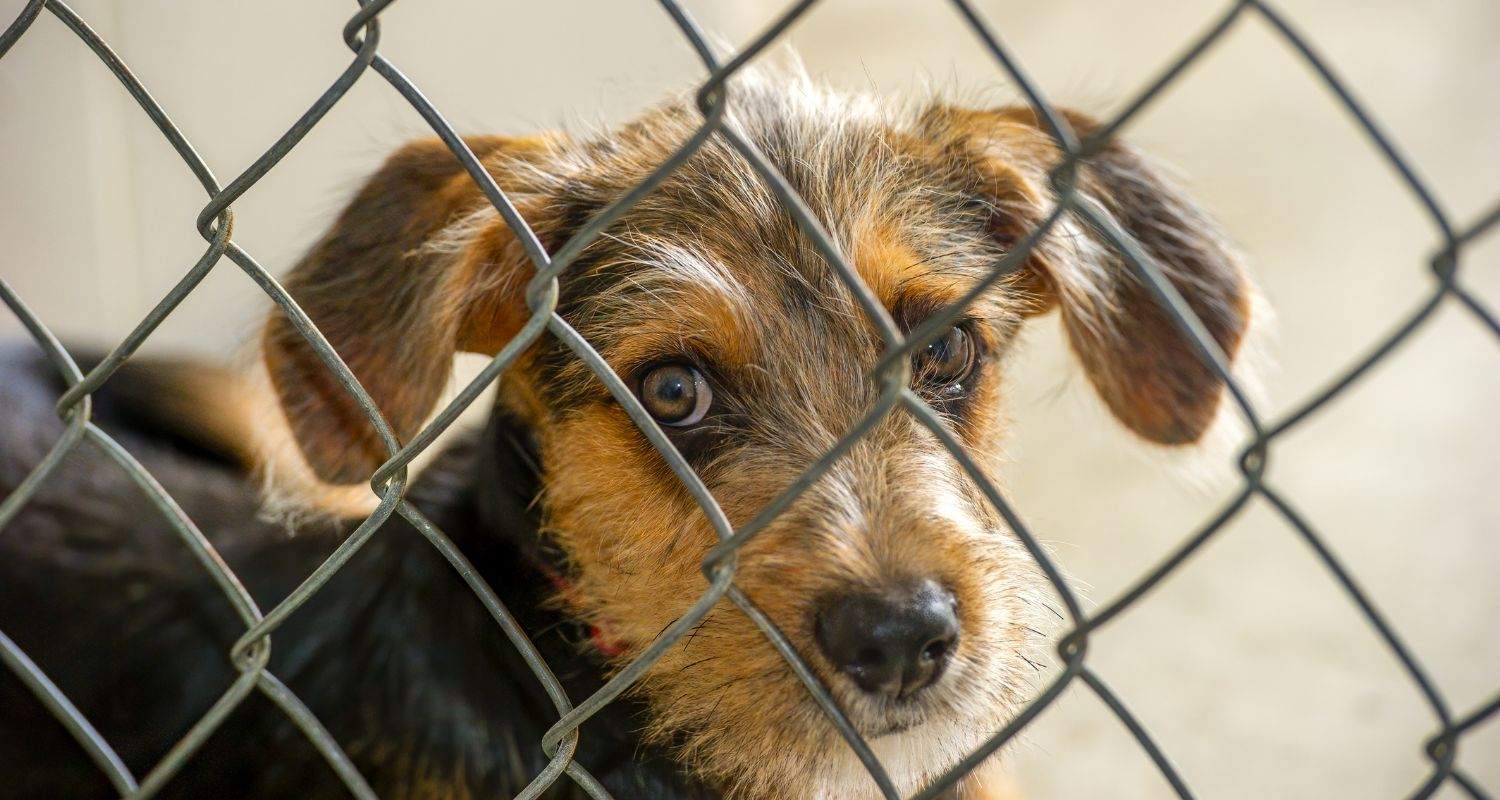 8 Simple Ways to Support Your Local Animal Shelters