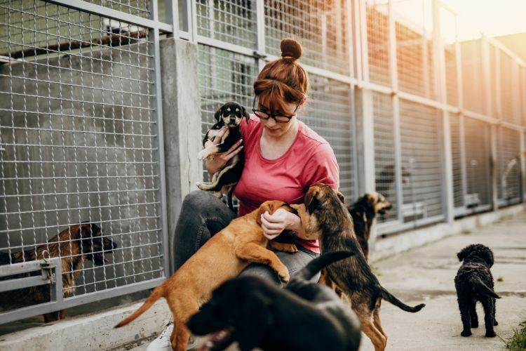 8 Simple Ways to Support Your Local Animal Shelters local animal shelters