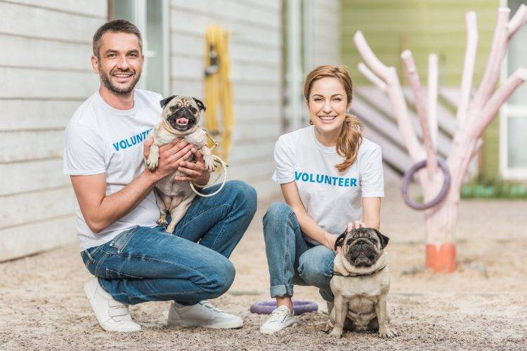 8 Simple Ways to Support Your Local Animal Shelters Real Estate Times local animal shelters 8 Simple Ways to Support Your Local Animal Shelters local animal shelters