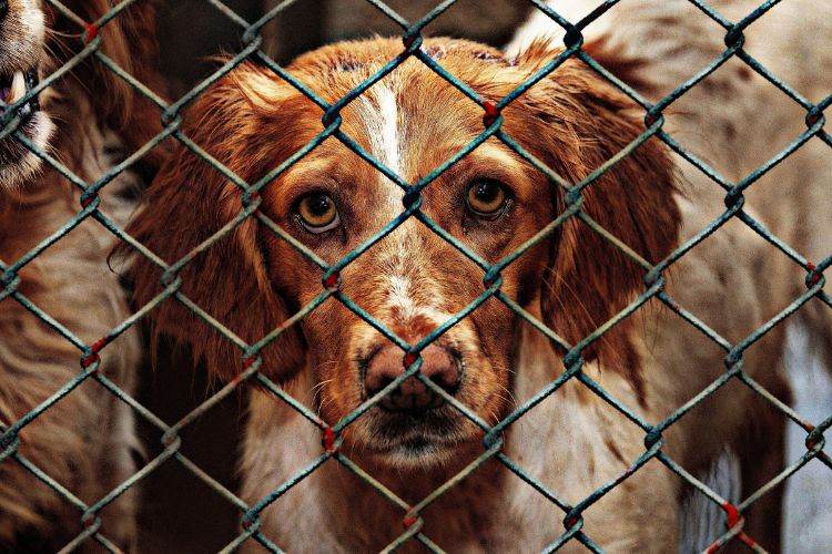 8 Simple Ways to Support Your Local Animal Shelters Real Estate Times local animal shelters Local Animal Shelters have your next pet waiting for you